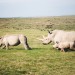 wildlife